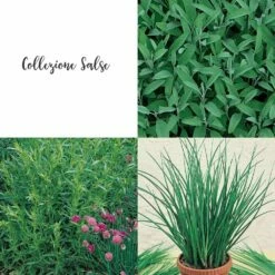 Collection Les Sauces