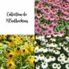 Collection De 9 Rudbeckias -Garden Supplies Sales Shop 7935 collection de 9 rudbeckias