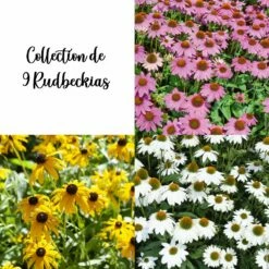 Collection De 9 Rudbeckias