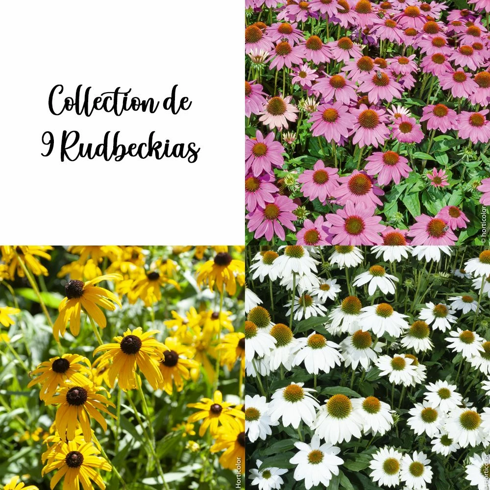 Collection De 9 Rudbeckias 3 Collection De 9 Rudbeckias