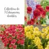 Collection De 3 Echinaceas Doubles 2 Collection De 3 Echinaceas Doubles -Garden Supplies Sales Shop 7937 collection de 3 echinaceas doubles