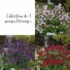 Collection De 3 Sauges Arbustives MIRAGE TM 2 Collection De 3 Sauges Arbustives MIRAGE TM -Garden Supplies Sales Shop 7939 collection de 3 sauges miragetm