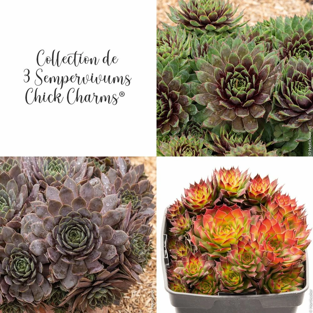Collection De 3 Joubarbes Sempervivum CHICK CHARMS ® 3 Collection De 3 Joubarbes Sempervivum CHICK CHARMS ®
