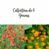 Collection De 6 Geum 2 Collection De 6 Geum -Garden Supplies Sales Shop 7944 collection de 6 geum