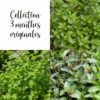 Collection 3 Menthes Originales
