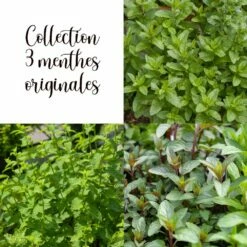 Collection 3 Menthes Originales