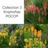 Collection 3 Tisons De Satan, Kniphofias POCO ® -Garden Supplies Sales Shop 7946 collection 3 kniphofias