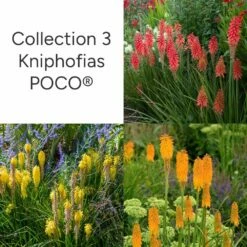 Collection 3 Tisons De Satan, Kniphofias POCO ®
