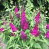 Arbre à Papillons, Buddleia Ou Buddleja Davidii Funky Fuchsia TM ‘Piibd-II’ -Garden Supplies Sales Shop 8000 buddleia funky fuchsia 2 t1000
