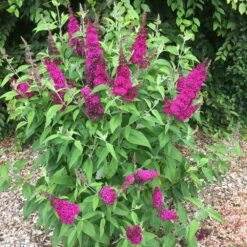 Arbre à Papillons, Buddleia Ou Buddleja Davidii Funky Fuchsia TM ‘Piibd-II’ -Garden Supplies Sales Shop 8000 buddleia funky fuchsia 3 t1000