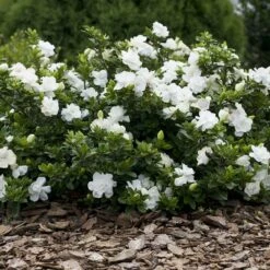 Gardénia Crown Jewel 7 Gardénia Crown Jewel -Garden Supplies Sales Shop 8002a gard nia crown jewel taille1000 ho