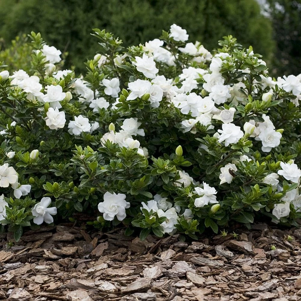 Gardénia Crown Jewel 5 Gardénia Crown Jewel - Image 3