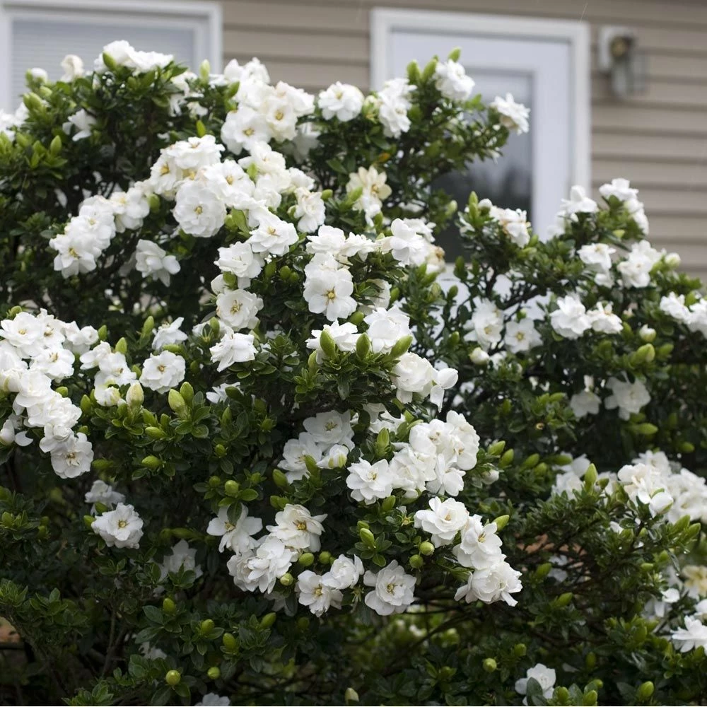 Gardénia Crown Jewel 3 Gardénia Crown Jewel