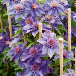 Clématite Ou Clematis X ‘Multiblue’ -Garden Supplies Sales Shop 8010 cl matite multiblue hi