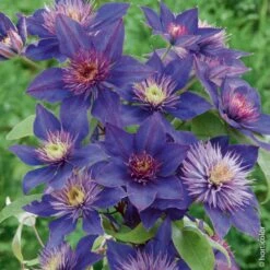 Clématite Ou Clematis X ‘Multiblue’ -Garden Supplies Sales Shop 8010 cl matite multiblue taille1000 ho