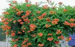 Bignone Ou Campsis X Tagliabuana 'Madame Galen' -Garden Supplies Sales Shop 8016 web 1