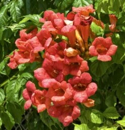 Bignone Ou Campsis X Tagliabuana 'Madame Galen' -Garden Supplies Sales Shop 8016 web 2