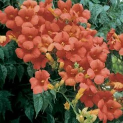 Bignone Ou Campsis X Tagliabuana 'Madame Galen' -Garden Supplies Sales Shop 8016b campsis madame galen t1000