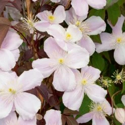 Clématite Des Montagnes Ou Clematis Montana 'Mayleen'