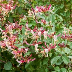 Chèvrefeuille Du Japon Ou Lonicera Japonica 'Chinensis' 7 Chèvrefeuille Du Japon Ou Lonicera Japonica 'Chinensis' -Garden Supplies Sales Shop 8019 ch vrefeuille japonica chinensis taille1000 ho