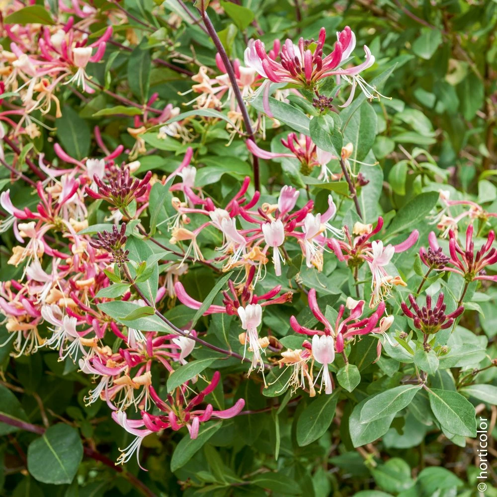 Chèvrefeuille Du Japon Ou Lonicera Japonica 'Chinensis' 5 Chèvrefeuille Du Japon Ou Lonicera Japonica 'Chinensis' - Image 3