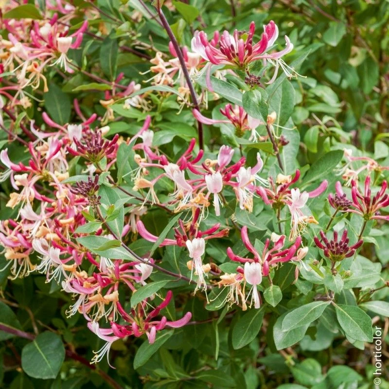 Chèvrefeuille Du Japon Ou Lonicera Japonica 'Chinensis' 3 Chèvrefeuille Du Japon Ou Lonicera Japonica 'Chinensis'