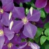 Clématite Ou Clematis X 'Jackmanii' -Garden Supplies Sales Shop 8020 clematite jackmanii hd sdu080379 horticolor t1000