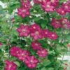 Clématite Ou Clematis X 'Ville De Lyon' -Garden Supplies Sales Shop 8021 clematite ville de lyon 1