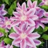 Clématite Ou Clematis X 'Docteur Ruppel' 2 Clématite Ou Clematis X 'Docteur Ruppel' -Garden Supplies Sales Shop 8022 cl matite docteur ruppel taille1000 ho 1