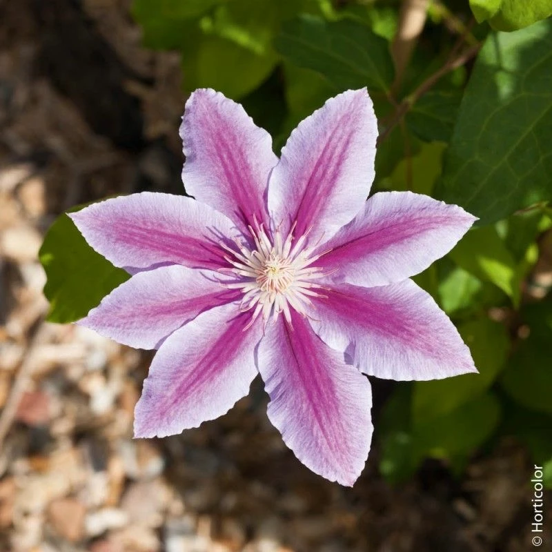 Clématite Ou Clematis X 'Docteur Ruppel' 4 Clématite Ou Clematis X 'Docteur Ruppel' - Image 2