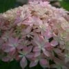 Hortensia Ou Hydrangea Macrophylla YOU & ME ® Inspire -Garden Supplies Sales Shop 8027 hortensia you and me inspire t1000