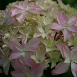 Hortensia Ou Hydrangea Macrophylla YOU & ME ® Inspire -Garden Supplies Sales Shop 8027a hortensia you and me inspire t1000