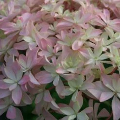 Hortensia Ou Hydrangea Macrophylla YOU & ME ® Inspire -Garden Supplies Sales Shop 8027d hortensia you and me inspire t1000