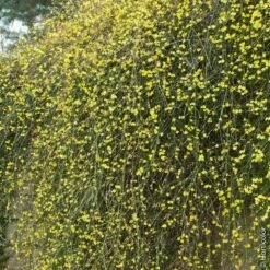 Jasmin D'hiver Ou Jasminum Nudiflorum -Garden Supplies Sales Shop 8033 jasmin d hiver hi