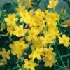 Jasmin D'hiver Ou Jasminum Nudiflorum 2 Jasmin D'hiver Ou Jasminum Nudiflorum -Garden Supplies Sales Shop 8033 jasmin d hiver taille1000 ho