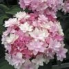 Hortensia Ou Hydrangea Macrophylla YOU & ME ® Romance 'RIE 09' 2 Hortensia Ou Hydrangea Macrophylla YOU & ME ® Romance 'RIE 09' -Garden Supplies Sales Shop 8036 hortensia macrophylla you and me romance t1000