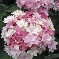 Hortensia Ou Hydrangea Macrophylla YOU & ME ® Romance 'RIE 09'