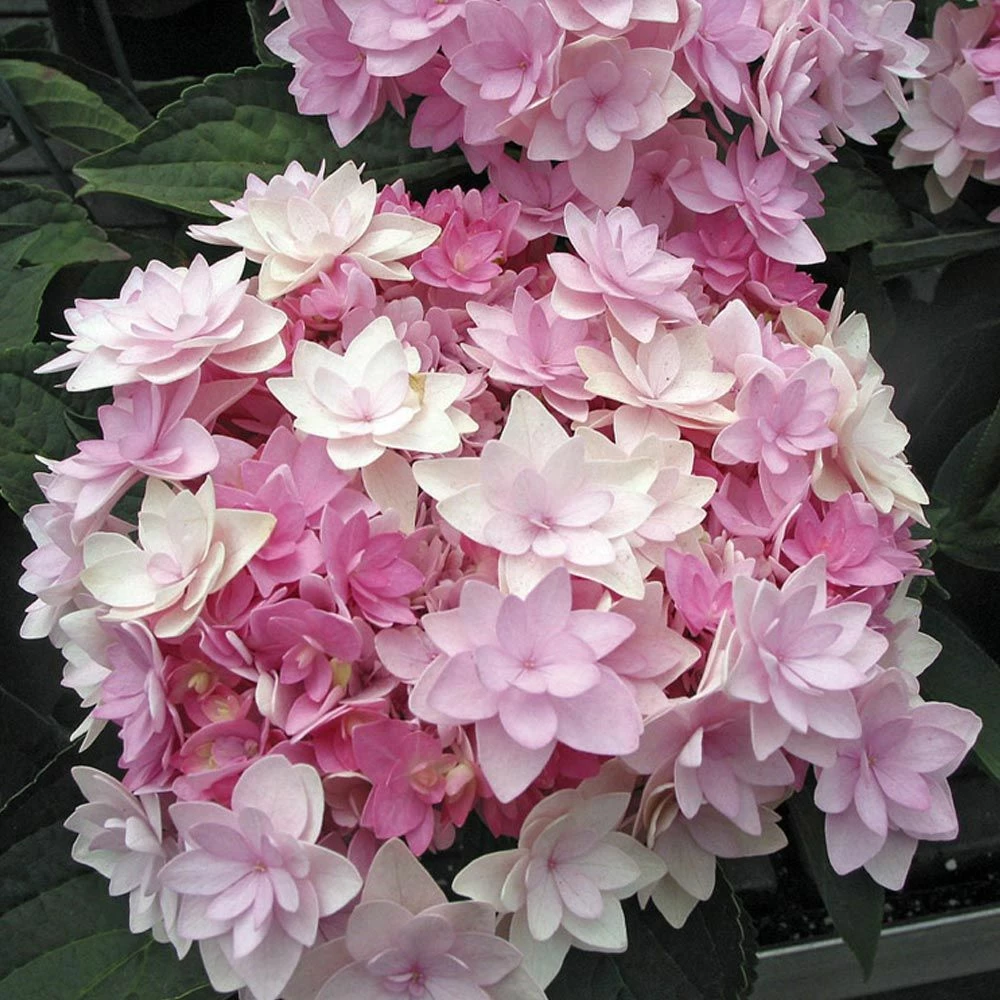 Hortensia Ou Hydrangea Macrophylla YOU & ME ® Romance 'RIE 09' 2 Hortensia Ou Hydrangea Macrophylla YOU & ME ® Romance 'RIE 09'