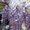 Glycine De Chine Ou Wisteria Sinensis -Garden Supplies Sales Shop 8037a glycine sinensis bleu t1000 3