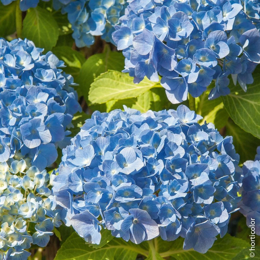 Hortensia Ou Hydrangea Macrophylla 'Bodensee' 4 Hortensia Ou Hydrangea Macrophylla 'Bodensee' - Image 2