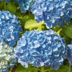 Hortensia Ou Hydrangea Macrophylla 'Bodensee'