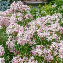 Oranger Du Mexique, Choisya Ternata 'Apple Blossom'