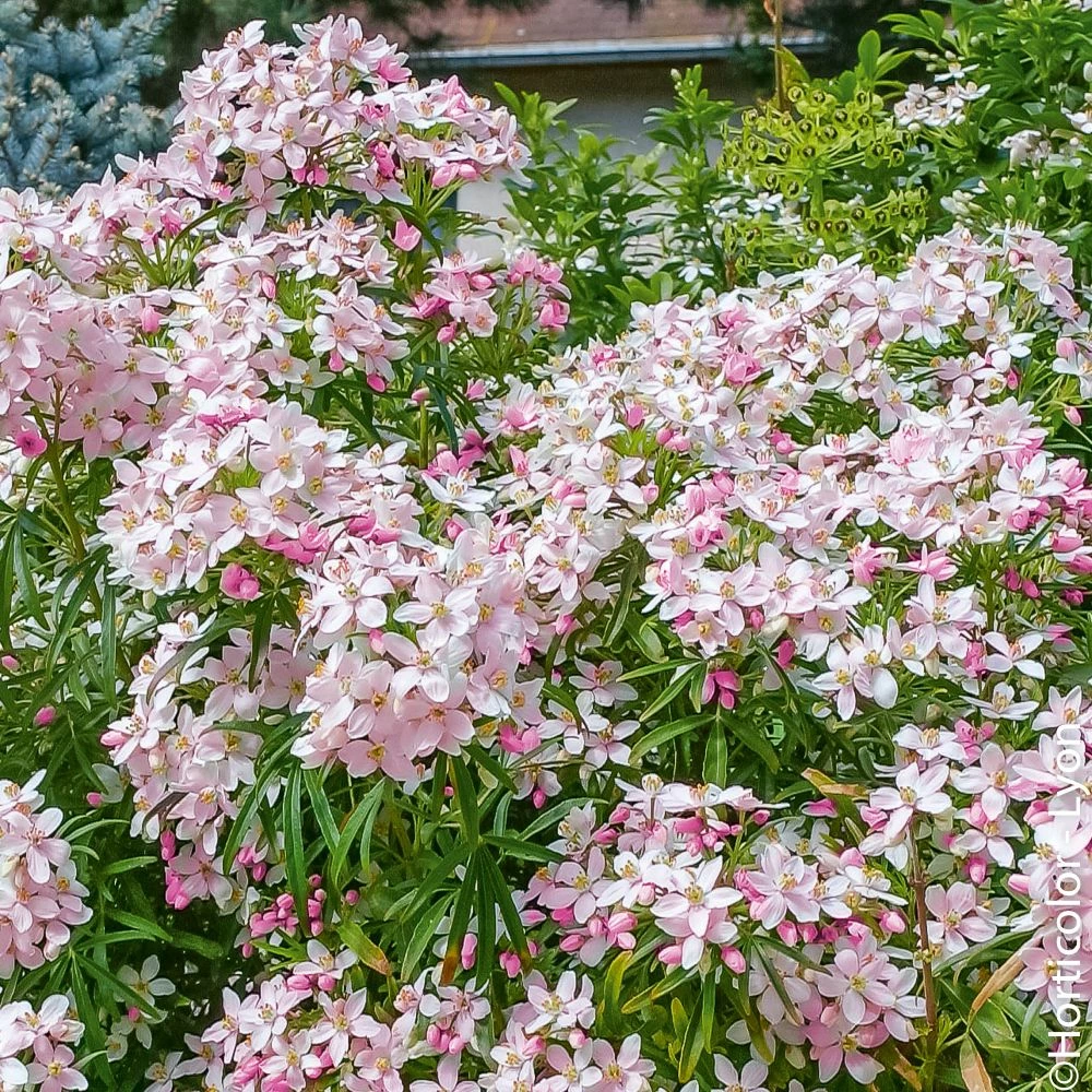Oranger Du Mexique, Choisya Ternata 'Apple Blossom' 3 Oranger Du Mexique, Choisya Ternata 'Apple Blossom'
