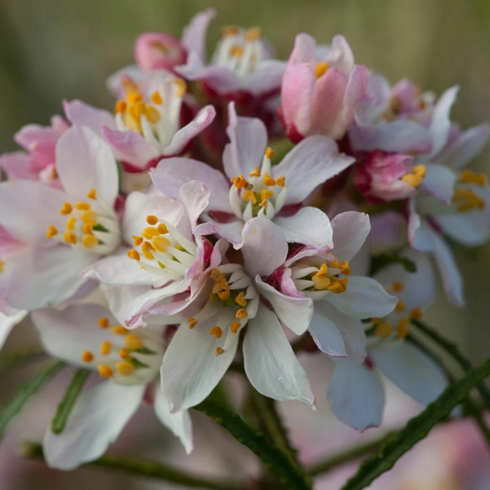 Oranger Du Mexique, Choisya Ternata 'Apple Blossom' 4 Oranger Du Mexique, Choisya Ternata 'Apple Blossom' - Image 2