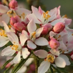 Oranger Du Mexique, Choisya Ternata 'Apple Blossom' 7 Oranger Du Mexique, Choisya Ternata 'Apple Blossom' -Garden Supplies Sales Shop 8042a choisya ternata apple blossom t1000 1