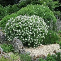 Daphné Eternal Fragrance -Garden Supplies Sales Shop 8044 daphn eternal fragrance taille1000 ho