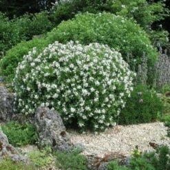 Daphné Eternal Fragrance -Garden Supplies Sales Shop 8044 daphn eternal fragrance taille1000 ho 1