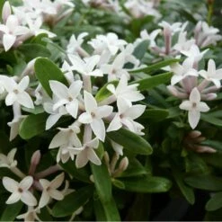 Daphné Eternal Fragrance