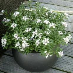 Daphné Eternal Fragrance -Garden Supplies Sales Shop 8044b daphn eternal fragrance t1000