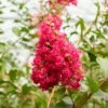 Lagerstroemia Petite Red Ou Lilas Des Indes -Garden Supplies Sales Shop 8049 lagerstroemia petit red pm154483 horticolor t1000